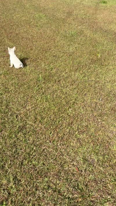 JJ, a male French Bulldog for sale in Elgin, SC – 5 of 5