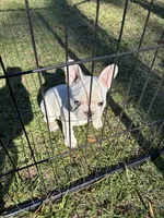 JJ, a male French Bulldog for sale in Elgin, SC – 3 of 5