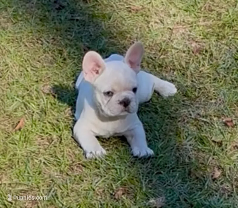 JJ – French Bulldog puppy for sale in Elgin, SC