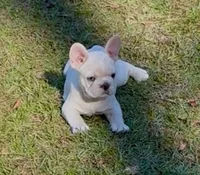 JJ, a male French Bulldog for sale in Elgin, SC – 1 of 5