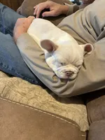 JJ, a male French Bulldog for sale in Elgin, SC – 2 of 5