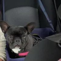 Darcie, a female French Bulldog for sale in Kansas City, MO – 4 of 5