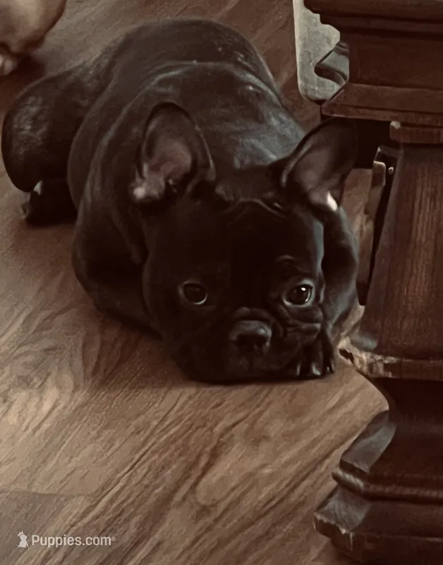 Darcie – French Bulldog puppy for sale in Kansas City, MO