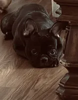 Darcie, a female French Bulldog for sale in Kansas City, MO – 1 of 5
