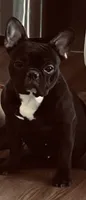Darcie, a female French Bulldog for sale in Kansas City, MO – 2 of 5