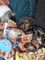 Ellie, a female Miniature Dachshund for sale in Las Vegas, NV – 3 of 3