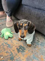 Ellie, a female Miniature Dachshund for sale in Las Vegas, NV – 2 of 3