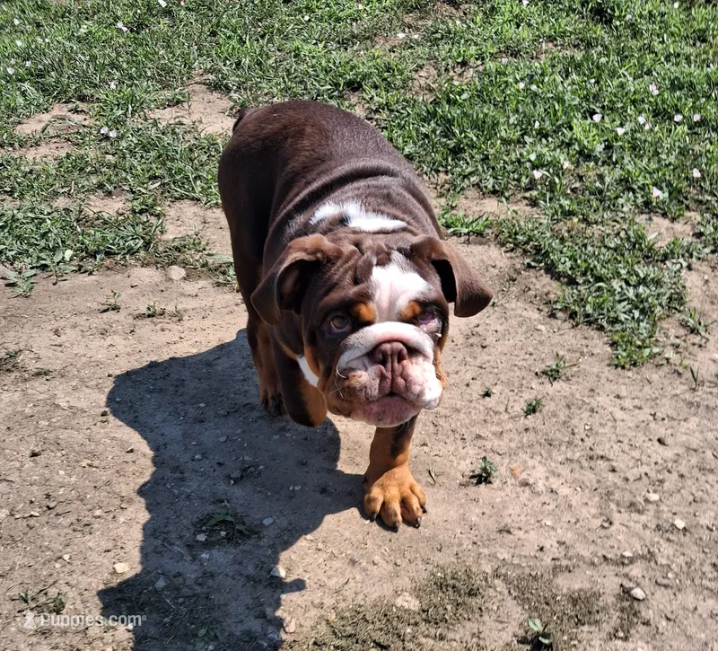 Tucker PENDING  – English Bulldog puppy for sale in Mitchell, SD