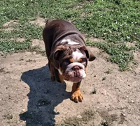 Tucker PENDING , a male English Bulldog for sale in Mitchell, SD – 1 of 7