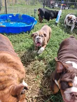 Marshall , a male English Bulldog for sale in Mitchell, SD – 4 of 4