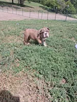 Marshall , a male English Bulldog for sale in Mitchell, SD – 3 of 4