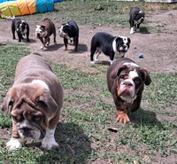 Tucker, a male English Bulldog for sale in Mitchell, SD – 6 of 6