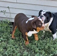 Tucker PENDING , a male English Bulldog for sale in Mitchell, SD – 7 of 7