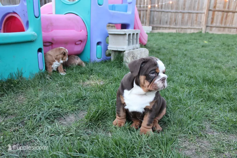 Tucker – English Bulldog puppy for sale in Mitchell, SD