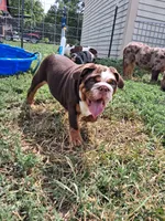 Tucker, a male English Bulldog for sale in Mitchell, SD – 4 of 6