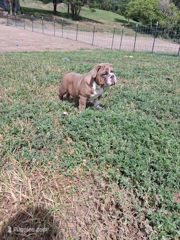 Marshall  – English Bulldog puppy for sale in Mitchell, SD