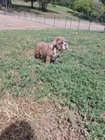 Marshall , a male English Bulldog for sale in Mitchell, SD – 1 of 4