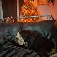 Tucker, a male English Bulldog for sale in Mitchell, SD – 2 of 6