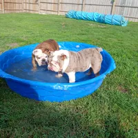 Tucker, a male English Bulldog for sale in Mitchell, SD – 3 of 6