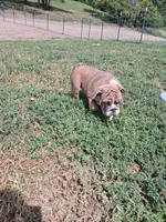 Marshall , a male English Bulldog for sale in Mitchell, SD – 2 of 4