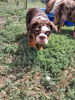 Tucker, a male English Bulldog for sale in Mitchell, SD – 5 of 6