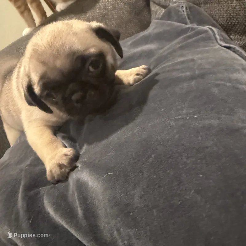 Luna – Pug puppy for sale in Compton, CA