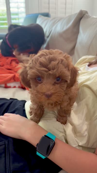 AJ , a male Cavapoo for sale in Gilbert, AZ – 4 of 9
