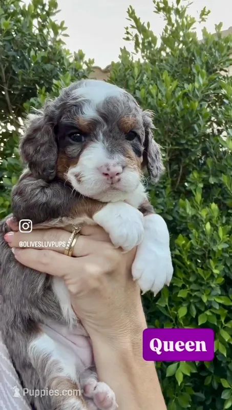 Queen  – Cavapoo puppy for sale in Gilbert, AZ