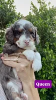 Queen , a female Cavapoo for sale in Gilbert, AZ – 1 of 9