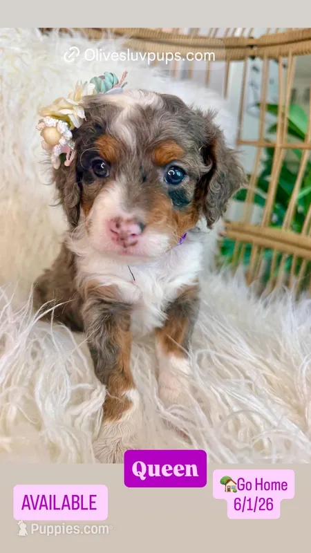Queen  – Cavapoo, Miniature Bernedoodle puppy for sale in Gilbert, AZ