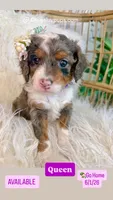 Queen , a female Cavapoo and Miniature Bernedoodle for sale in Gilbert, AZ – 1 of 10