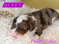 Queen , a female Cavapoo for sale in Gilbert, AZ – 7 of 9