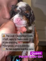 Queen , a female Cavapoo for sale in Gilbert, AZ – 5 of 9