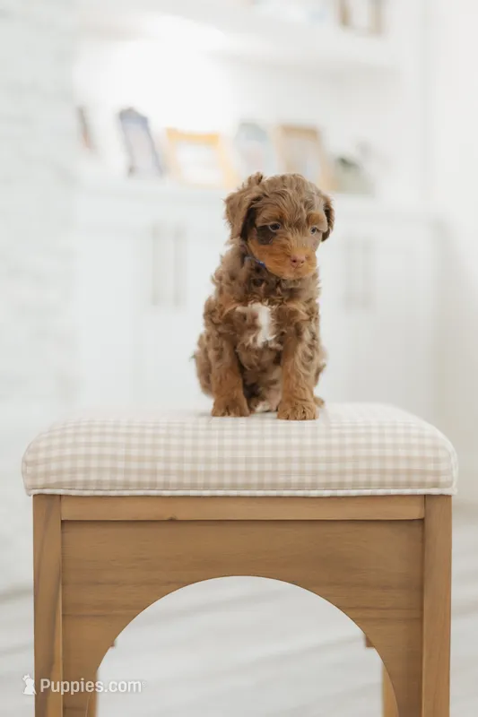 Baron – Cavapoo, Miniature Bernedoodle puppy for sale in Gilbert, AZ