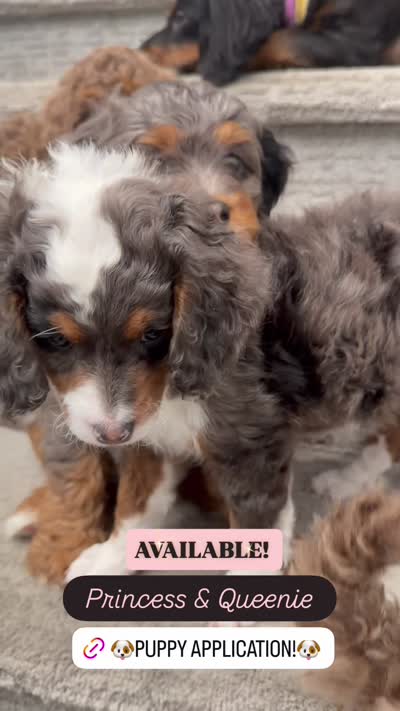 Queen , a female Cavapoo and Miniature Bernedoodle for sale in Gilbert, AZ – 2 of 10