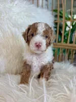 Prince, a male Cavapoo and Miniature Bernedoodle for sale in Gilbert, AZ – 4 of 8
