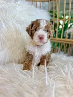 Prince, a male Cavapoo and Miniature Bernedoodle for sale in Gilbert, AZ – 6 of 8