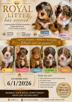 Prince, a male Cavapoo and Miniature Bernedoodle for sale in Gilbert, AZ – 2 of 8
