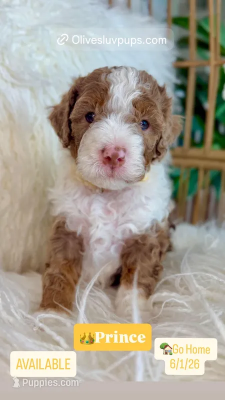 Prince – Cavapoo, Miniature Bernedoodle puppy for sale in Gilbert, AZ