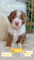 Prince, a male Cavapoo and Miniature Bernedoodle for sale in Gilbert, AZ – 1 of 8