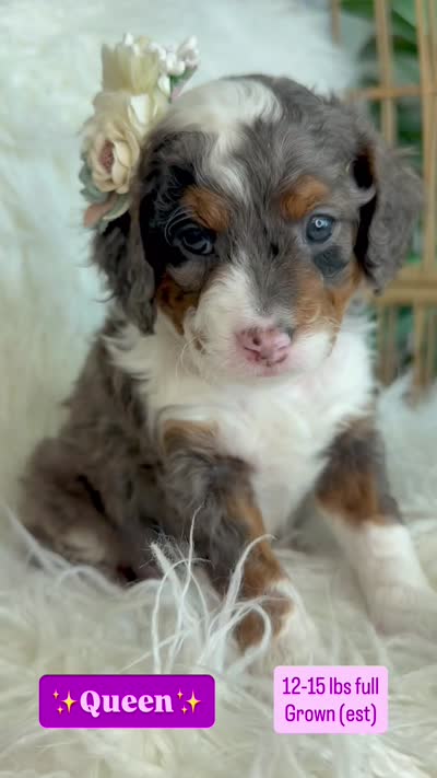 Queen , a female Cavapoo and Miniature Bernedoodle for sale in Gilbert, AZ – 2 of 10