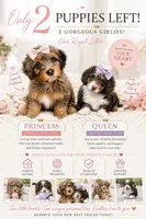 Princess, a female Cavapoo and Bernedoodle for sale in Gilbert, AZ – 2 of 10