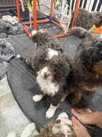 Queen , a female Cavapoo and Miniature Bernedoodle for sale in Gilbert, AZ – 10 of 10