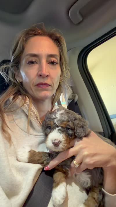 Knight, a male Cavapoo and Bernedoodle for sale in Gilbert, AZ – 5 of 8
