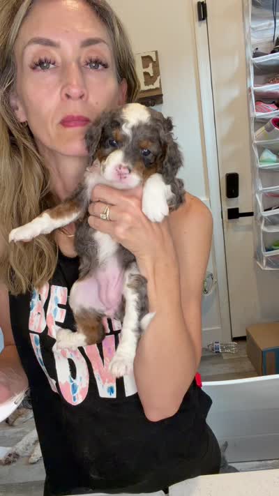 Queen , a female Cavapoo for sale in Gilbert, AZ – 6 of 9