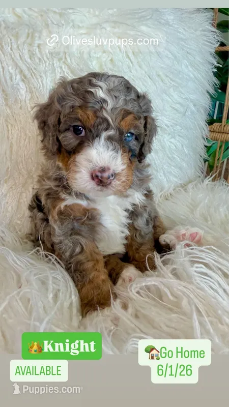 Knight – Cavapoo, Bernedoodle puppy for sale in Gilbert, AZ