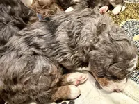 Knight, a male Cavapoo and Bernedoodle for sale in Gilbert, AZ – 6 of 8