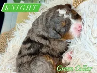 Knight, a male Cavapoo and Bernedoodle for sale in Gilbert, AZ – 4 of 8