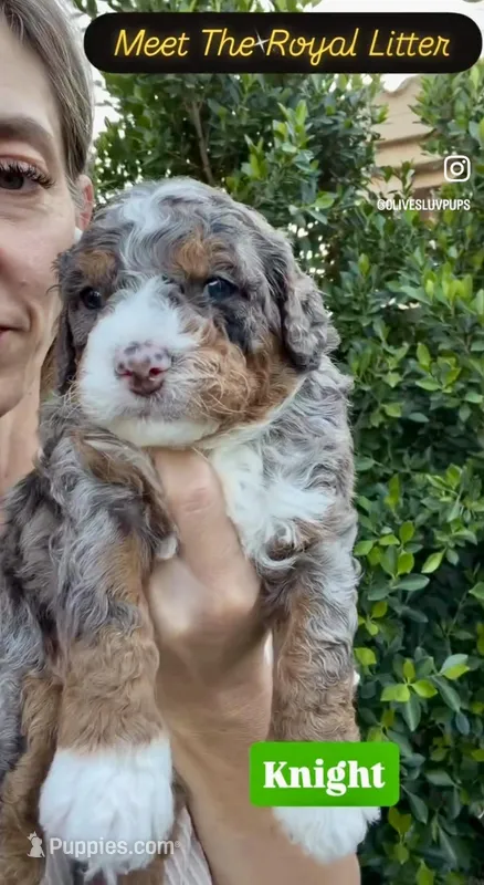 Knight – Cavapoo, Bernedoodle puppy for sale in Gilbert, AZ