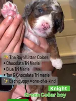 Knight, a male Cavapoo and Bernedoodle for sale in Gilbert, AZ – 2 of 8